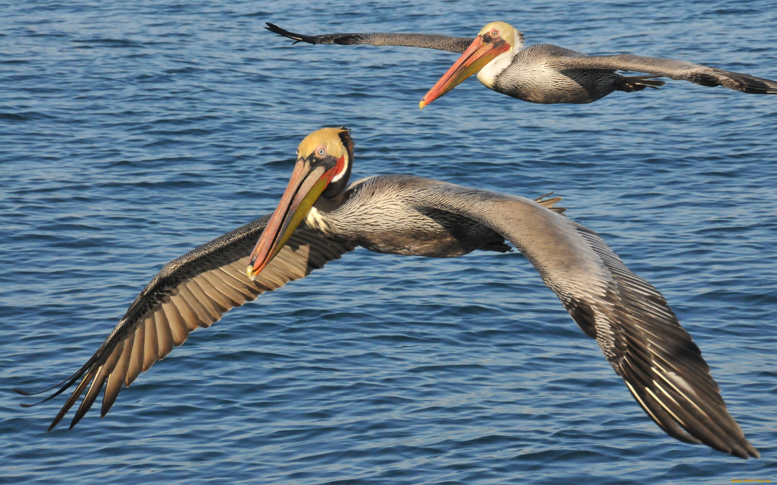 pelican, , , , , 